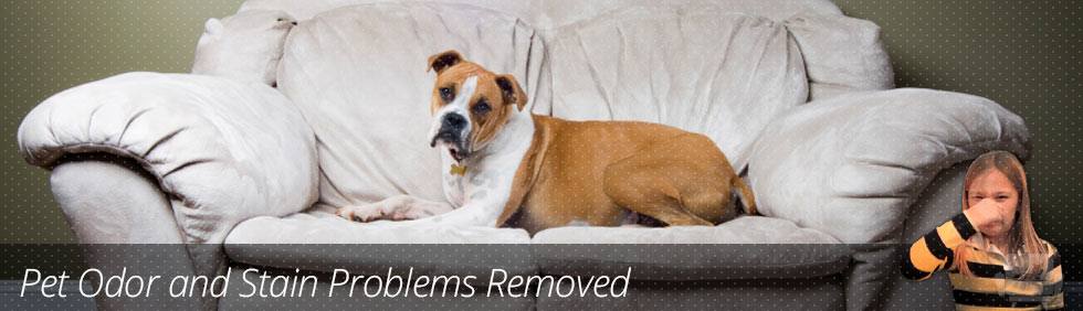 Pet Odor & Stain Cleaning Pompano Beach